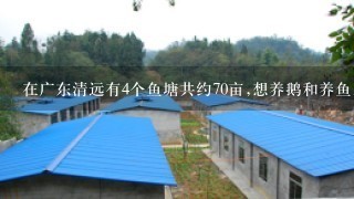 在广东清远有4个鱼塘共约70亩,想养鹅和养鱼。我没经验。应养什么鱼比较好?又怎么养呢