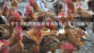 反季节养殖台湾泥鳅要谨防什么常见问题呢？