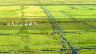 南方怎么养草龟？