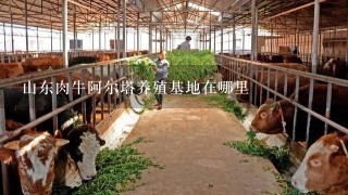 山东肉牛阿尔塔养殖基地在哪里