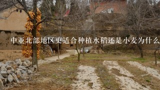 中亚北部地区更适合种植水稻还是小麦为什么？