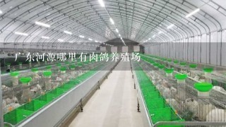 广东河源哪里有肉鸽养殖场