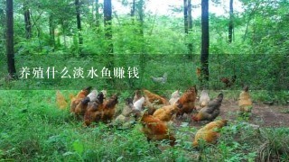 养殖什么淡水鱼赚钱