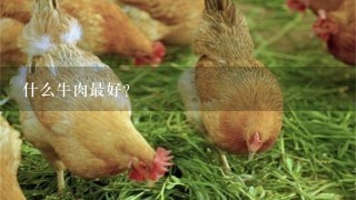 什么牛肉最好？