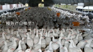 鳗鱼产自哪里？