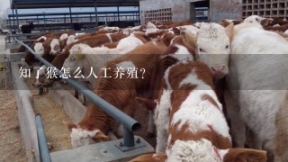 知了猴怎么人工养殖？