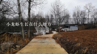 小龙虾生长在什么地方