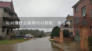 房间放什么植物可以驱蚊，驱苍蝇