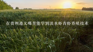 在贵州遵义哪里能学到淡水虾青虾养殖技术