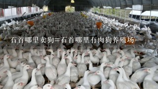 石首哪里卖狗=石首哪里有肉狗养殖场