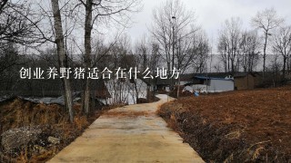 创业养野猪适合在什么地方