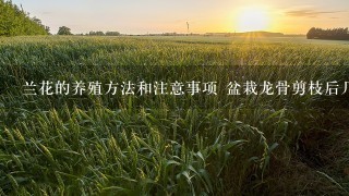 兰花的养殖方法和注意事项 盆栽龙骨剪枝后几天可以浇水？