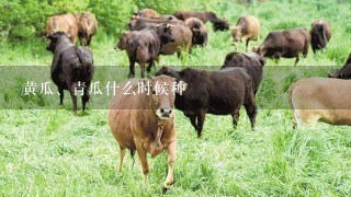 黄瓜、青瓜什么时候种