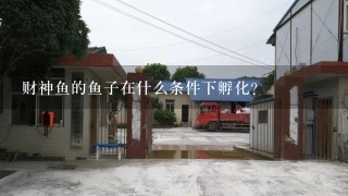 财神鱼的鱼子在什么条件下孵化？