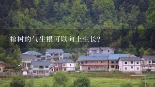 榕树的气生根可以向上生长?