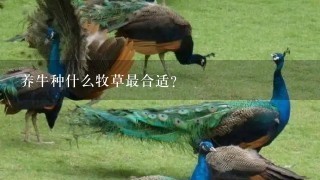 养牛种什么牧草最合适?