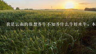 我是云南的很想养牛不知养什么牛好水牛；本地黄牛；养肉牛又什么品种好些？