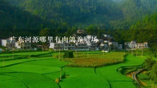 广东河源哪里有肉鸽养殖场