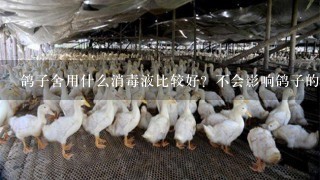 鸽子舍用什么消毒液比较好？不会影响鸽子的健康？