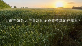 目前养殖最大产量高的金蝉养殖基地在哪里？