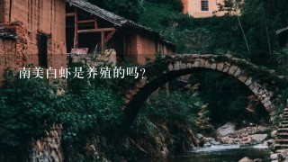 南美白虾是养殖的吗？