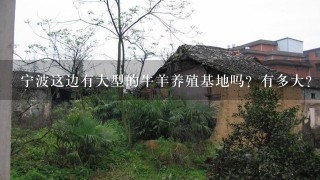 宁波这边有大型的牛羊养殖基地吗？有多大？