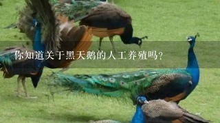 你知道关于黑天鹅的人工养殖吗?