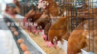 求黄鳝养殖视频