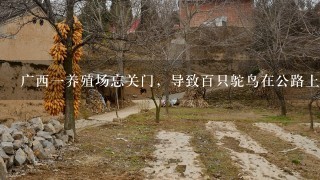 广西一养殖场忘关门，导致百只鸵鸟在公路上演极速狂