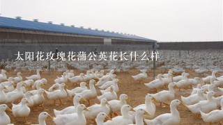 太阳花玫瑰花蒲公英花长什么样