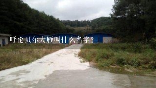 呼伦贝尔大雁叫什么名字？