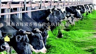 湖南省母猪养殖有什么扶持政策