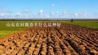 山东农村圈养羊什么品种好