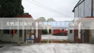 养鸭前景如何 养鸭前期都需要注意什么