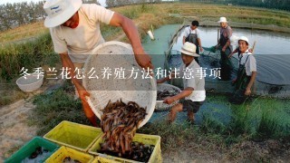 冬季兰花怎么养殖方法和注意事项