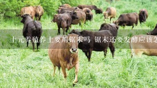 土元养殖养土要用锯末吗 锯末还要发酵应该怎么做啊