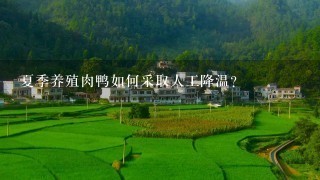 夏季养殖肉鸭如何采取人工降温?