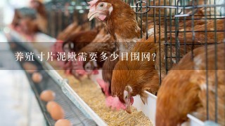 养殖寸片泥鳅需要多少目围网？