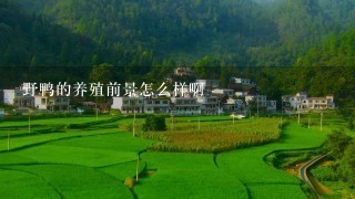 野鸭的养殖前景怎么样啊