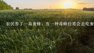 农民养了一箱蜜蜂，有一种毒蜂经常会去吃蜜蜂，如何