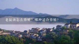 老鼠该怎么养殖？哪种适合养殖？