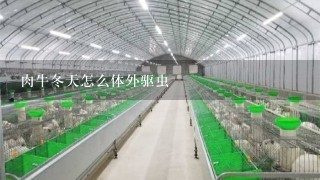 肉牛冬天怎么体外驱虫