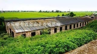 重庆哪有波尔山羊养殖基地