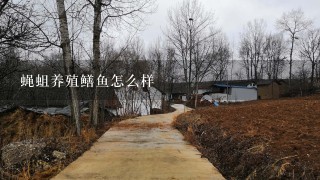 蝇蛆养殖鳝鱼怎么样