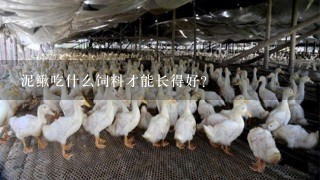 泥鳅吃什么饲料才能长得好?