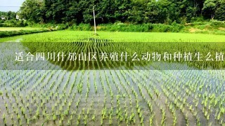 适合四川什邡山区养殖什么动物和种植生么植物，我是重灾区的，想自己创业拜托了