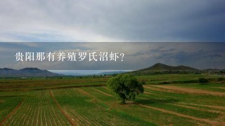 贵阳那有养殖罗氏沼虾?