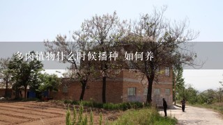 多肉植物什么时候播种 如何养