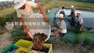 野生虾和养殖虾区别？