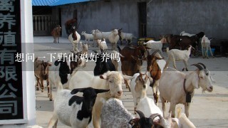 想问一下野山鸡好养吗